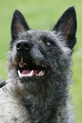 Close Up - Aloha Kakou Lani Lotje the gray wire-haired Dutch Shepherd is looking up and to the left with its mouth open