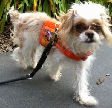 Poppy the medium haired brown and white the Eng-A-Poo is walking across a blacktop surface with plants behind her. She is wearing an orange harness and a black leash.