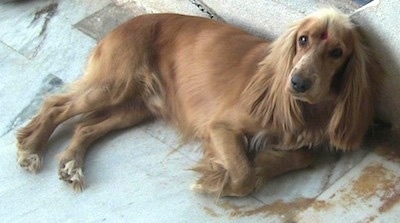 Harry the tan and cream English Cocker Spaniel is laying on a tiled floor in front of a dog bed and looking up