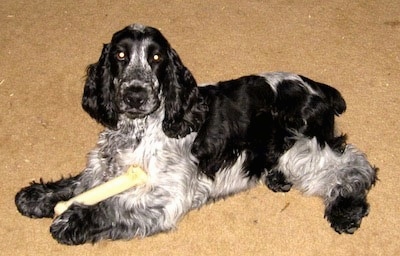 Blue the black, gray and white English Cocker Spaniel is laying on a carpet and there is a bone between its paws.