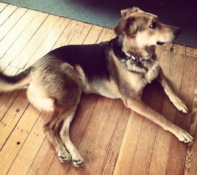 Story the black and tan Euro Mountain Sheparnese is laying on a hardwood floor and looking forward