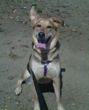 Story the Euro Mountain Sheparnese is standing on a beach and there are rocks behind it. One of her ears is down and one is up. Her mouth is open and tongue is out