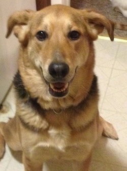 Story the tan and black Euro Mountain Sheparnese is sitting on a tiled floor and looking up. Her mouth is open. It looks like she is smiling