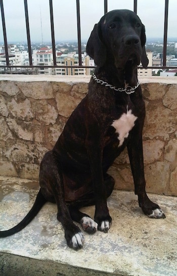 A black brindle Fila Brasileiro is sitting in front of a stone wall with a iron bars over top of it. A view of the town is below.