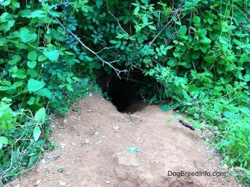 fox den surrounded in leaves