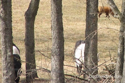 Fox walking in the grass with two goats in the foreground