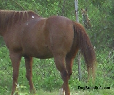 Fox in the woods sitting behind a chain link fence with a horse in the foreground