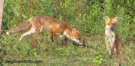 One fox sniffs the ground and one fox sits behind a chain link fence