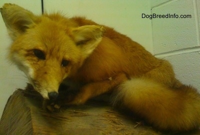 Taxidermied Fox placed in the corner of an office