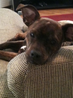 Brewsky the brown brindle French Pin is laying on a brown and tan couch with his head on the arm.