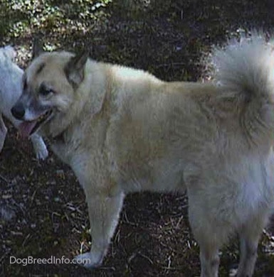 A tan with white and black Gerberian Shepsky is standing outside in a field. Its mouth is open and tongue is out. There is a white dog in front of it