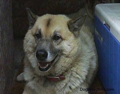 A tan with white and black Gerberian Shepsky is laying outside next to a plastic blue cooler with a white top