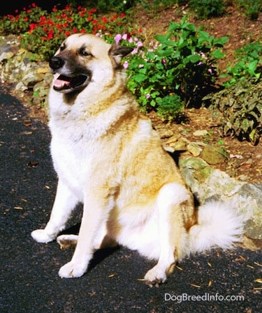 A tan with white and black Gerberian Shepsky is sitting on a black top surface in front of a flower bed. Its mouth is open. It looks like it is smiling