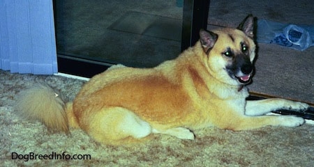 A tan with white and black Gerberian Shepsky is laying on a shaggy tan carpet in front of a sliding door and its mouth is open.