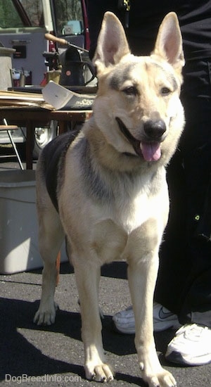 A black and tan German Shepherd is standing on the back of a boat. There is a person next to it