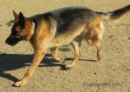 http://www.dogbreedinfo.com/images25/GermanShepherdDogGSDPurebredDogBlackTanWillow2YearsOld1.jpg