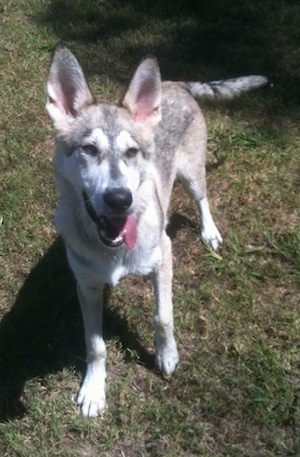 A black, tan and white German Shepherd/Malamute mix is standing in grass, it is looking up and its tongue is hanging out of the side of its mouth.