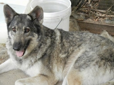 The left side of a black and tan German Shepherd mix that is laying across a dirt surface. It is panting and there is a bucket of water behind it.