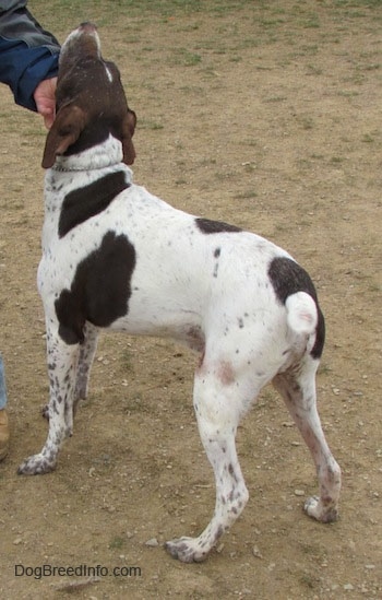 A white with brown German Shorthaired Pointer is standing in dirt. Its head is up and a person is scratching its chin