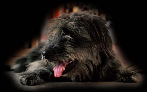 A silver-frosted Goldendoodle is laying on a floor and looking to the left.