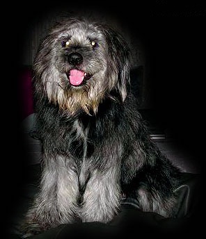 A silver-frosted Goldendoodle is sitting on a pillow looking happy