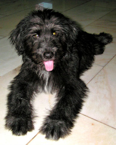 A happy-looking silver-frosted Goldendoodle puppy is laying on a tiled floor.