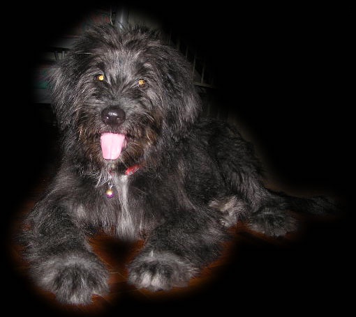 A silver-frosted Goldendoodle puppy with a black nose is laying on a black floor.