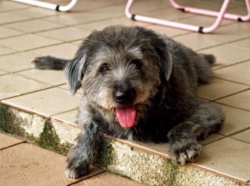 A silver-frosted Goldendoodle is laying on the edge of a back porch with his pink tongue showing.