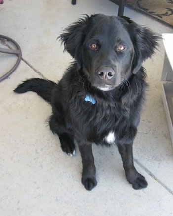 A black Golden Mountain Dog is sitting on a white floor next to a coffee table