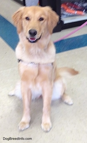 A Golden Retriever is sitting on a floor and it is looking forward. Its mouth is open, and it looks like a small smile