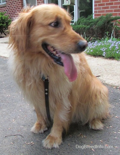 A Golden Retriever is sitting in a driveway with a brick house behind it looking to the right with its long tongue hanging out.