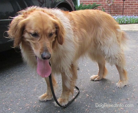 A red and cream Golden Retriever is standing in a driveway looking down. There is a car next to it.