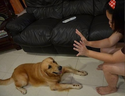 A Golden Retriever is laying on a white tiled floor with four treats on each paw. It is looking up at a lady who has her hands out