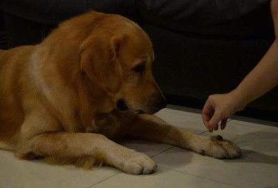 A Golden Retriever is laying on a tiled floor. A person has placed a treat on its paw and the Golden Retriever is looking at it