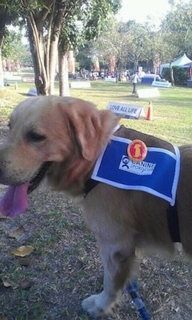 A Golden Retriever is wearing a Canine Sports Club Good Citizens vest. Its mouth is open and tongue is out. It is outside in a field with people and tents in the background.