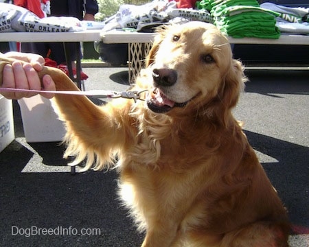 A smiling Golden Retriever is sitting on a black top with its paw in a person's hand at a flea market with tables of shirts for sale behind it.