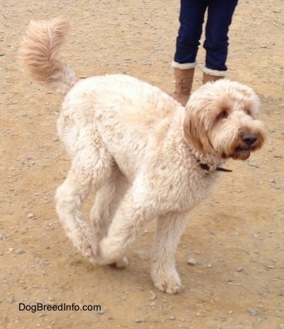 Action shot - There is a Goldendoodle running across a dirt path with a person behind it.