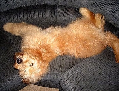 A red Goldendoodle is laying on its side on a blue couch
