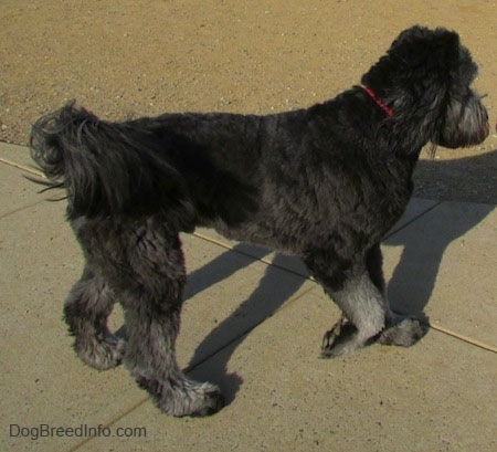 A black with gray Goldendoodle is trotting across concrete