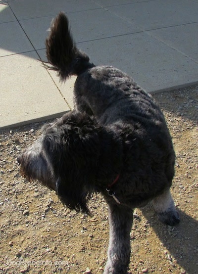 A silver-frosted Goldendoodle is standing on dirt and looking back