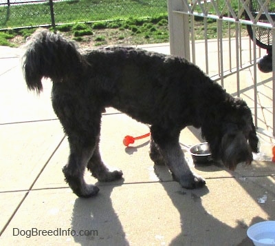 A silver-frosted Goldendoodle has its head down and looking to drink out of one of the many water bowls in front of it