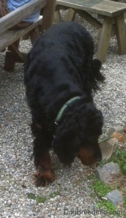 A black and tan Gordon Setter is standing outside sniffing around rocks on the ground. There are picnic table benches behind it.