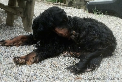 A black and tan Gordon Setter is laying on gravel and looking to the right. There is a picnic table next to it.