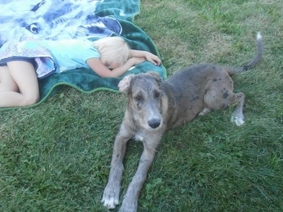 A gray and black merle colored Great Danoodle puppy is laying in grass next to a blonde girl sleeping on a green and blue blanket