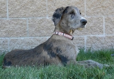 A gray and black merle colored Great Danoodle puppy is laying outside in front of a brick wall