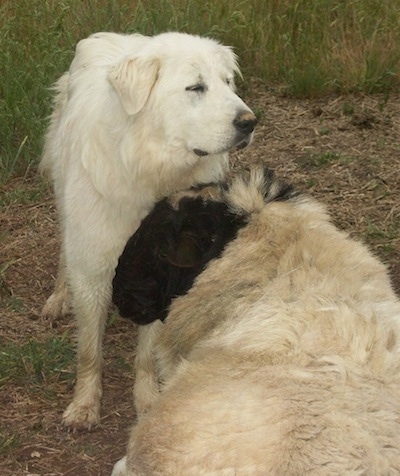 Great Pyrenees Tundra back and Tacoma front watching over their flock of