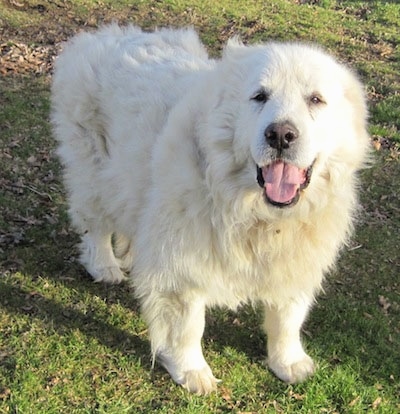 A happy looking Great Pyrenees is standing in grass looking up. Its mouth is open and tongue is out