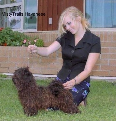 A corded Havanese is being posed by a blonde haired lady in front of a brick building.