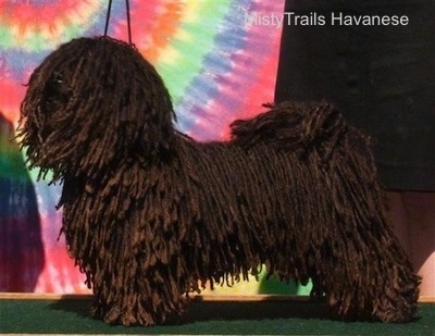 A corded Havanese is standing in a stack pose on a stand in front of a tye dye canvas
