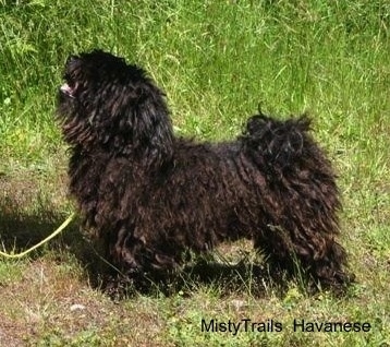 Left Profile - A corded Havanese is standing in grass and looking up. Its mouth is open and tongue is out